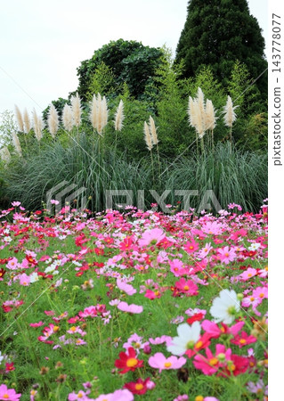 寺山休閒廣場的秋景：波斯菊和蒲葦花盛開的田野，鹿兒島縣 143778077