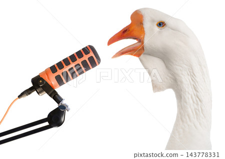 Singing goose at the microphone isolated on white background Singing goose at the microphone isolated on white background 143778331
