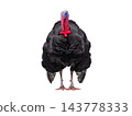 beautiful male turkey isolated on white background 143778333