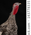 Gray turkey isolated on black  background 143778335