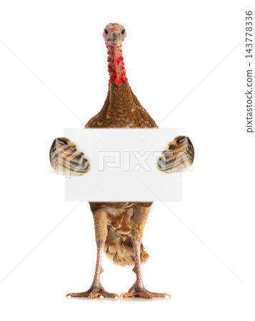 brown turkey with a leaf for text writing in day of thanksgiving 143778336