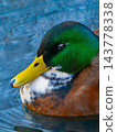 portrait of a male mallard duck against a blurred background 143778338