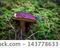 A large boletus mushroom in the moss 143778633