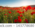 landscape poppy field at sunset. mountainous countryside scenery with red bloom 143778680