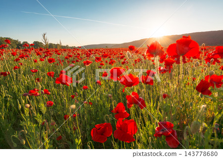 landscape poppy field at sunset. mountainous countryside scenery with red bloom landscape poppy field at sunset. mountainous countryside scenery with red bloom 143778680