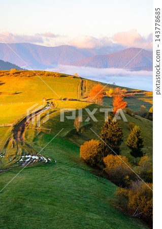 scenic carpathian morning in autumn. countryside mountain landscape with forest in fall colors. path leading through rolling hills in to the foggy valley under bright sky 143778685