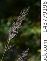 Nogariyasu 143779198