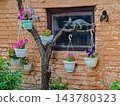 Flower pots with blooming petunias against background of old brick wall 143780323