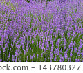 Lavender blooming beautiful flowers growing in field, closeup 143780327