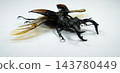 Hexarthrius Parryi Paradoxus Stag Beetle with Spread Wings on Wh 143780449