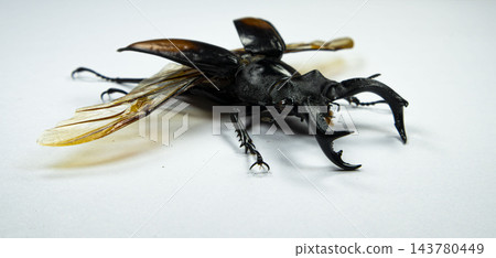 Hexarthrius Parryi Paradoxus Stag Beetle with Spread Wings on Wh Hexarthrius Parryi Paradoxus Stag Beetle with Spread Wings on Wh 143780449