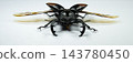 Male Hexarthrius parryi paradoxus stag beetle with spread wings 143780450