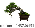 Japanese Black Pine Bonsai Tree Pinus thunbergii in Pot Isolated 143780451