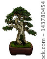 Old Gnarled Wild Olive Bonsai Tree Olea Europaea Isolated on Whi 143780454