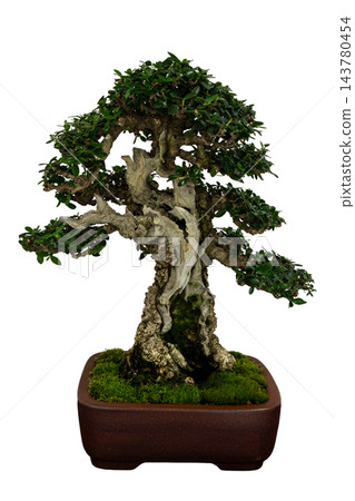 Old Gnarled Wild Olive Bonsai Tree Olea Europaea Isolated on Whi 143780454