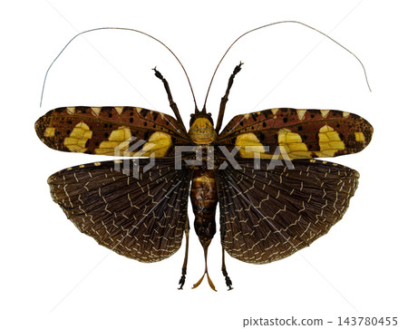 Sanaa Regalis Bush Cricket Katydid Specimen Isolated on White Ba Sanaa Regalis Bush Cricket Katydid Specimen Isolated on White Ba 143780455