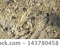 Group of Black Millipedes Crawling on Rough Textured Limestone R 143780458