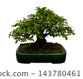 Chinese Elm Bonsai Tree Ulmus Parvifolia in Ceramic Pot Isolated 143780461