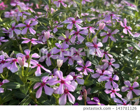 Madagascar Periwinkle (Catharanthus roseus) Madagascar Periwinkle (Catharanthus roseus) 143781126