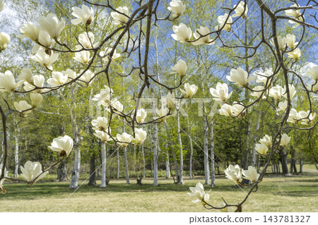 札幌市幕府蓮園公園 札幌市幕府蓮園公園 143781327