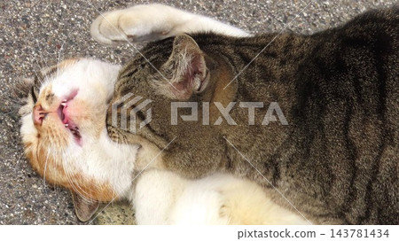 A fluffy tabby cat gently nibbles on its beloved calico cat. A fluffy tabby cat gently nibbles on its beloved calico cat. 143781434