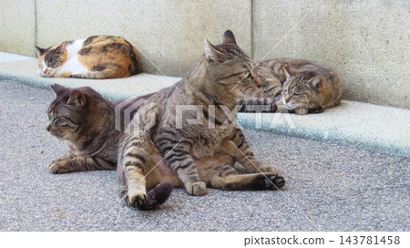 Adorable cats waiting for the cat gathering to begin. Adorable cats waiting for the cat gathering to begin. 143781458