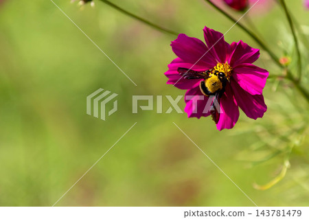 宇宙和蜜蜂 宇宙和蜜蜂 143781479