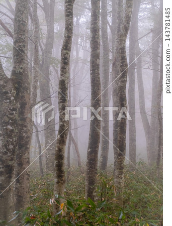 A misty beech forest in Okudaisen A misty beech forest in Okudaisen 143781485