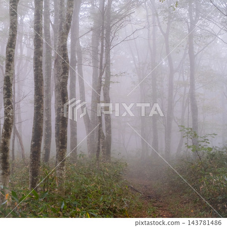A misty beech forest in Okudaisen A misty beech forest in Okudaisen 143781486