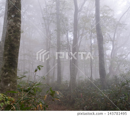 A misty beech forest in Okudaisen 143781495