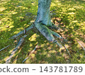 At the base of the tree and in the shade 143781789