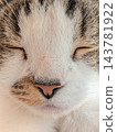 Sleeping cat 143781922