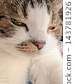 A sleepy cat 143781926