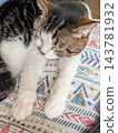 Sleeping cat 143781932
