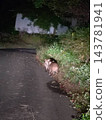 Country wild boar piglets 143781941