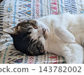 Sleeping cat 143782002