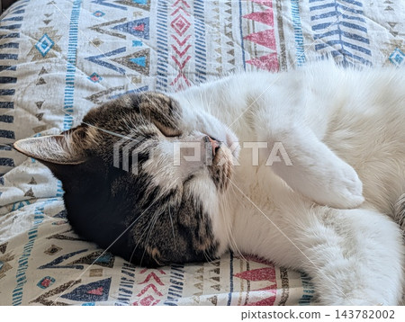 Sleeping cat Sleeping cat 143782002