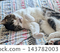 Sleeping cat 143782003