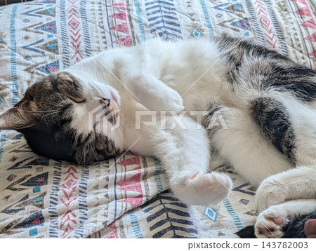 Sleeping cat Sleeping cat 143782003