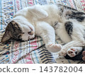 Sleeping cat 143782004