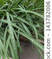 Leaves of rain 143782006