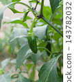 Small bell peppers 143782032