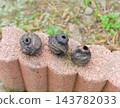 Insect-eaten walnuts 143782033