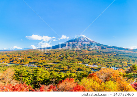 山梨縣:從紅葉台眺望,青木原森林和富士山被秋色染成一片火紅。 山梨縣:從紅葉台眺望,青木原森林和富士山被秋色染成一片火紅。 143782460