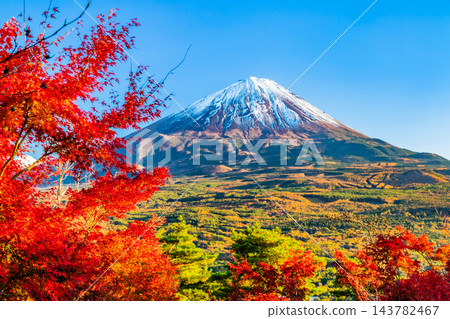 Yamanashi: Aokigahara Forest and Mt. Fuji ablaze with autumn colors - viewed from Momijidai (Maple Leaf Viewing Platform) Yamanashi: Aokigahara Forest and Mt. Fuji ablaze with autumn colors - viewed from Momijidai (Maple Leaf Viewing Platform) 143782467
