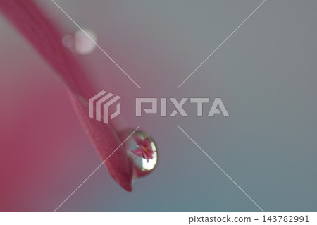 粉紅色的花瓣、水滴和倒影 粉紅色的花瓣、水滴和倒影 143782991