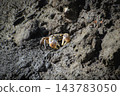 Small crabs that live in wetlands 143783050