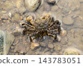 Small crabs that live in wetlands 143783051