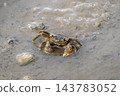 Small crabs that live in wetlands 143783052