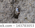 Small crabs that live in wetlands 143783053
